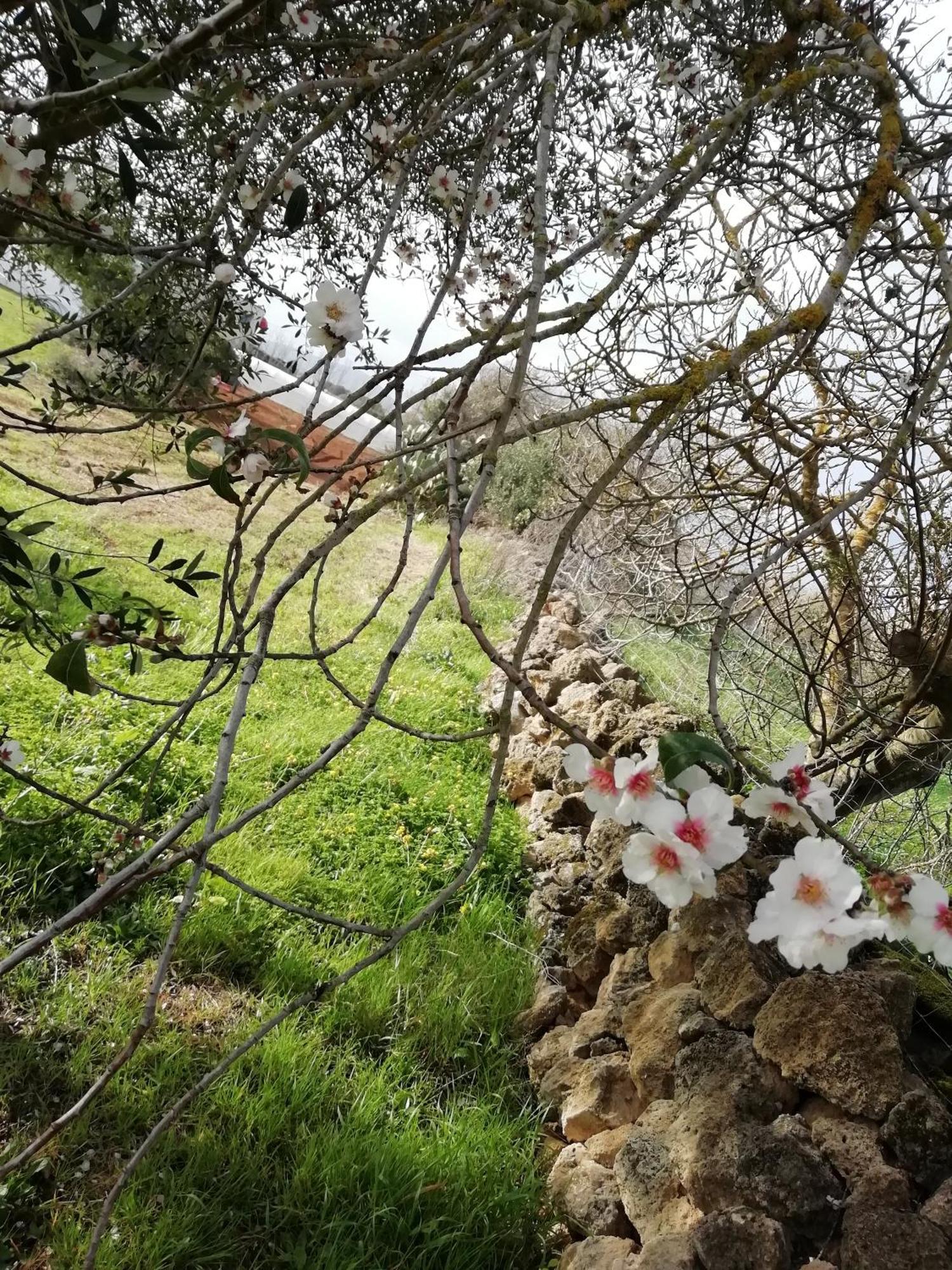 El Matorral Bed and Breakfast Alghero Buitenkant foto
