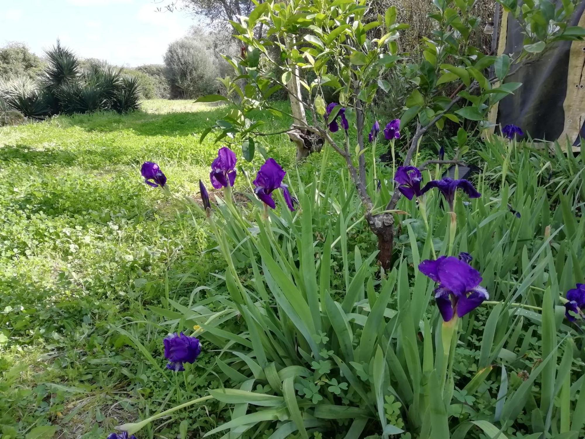 El Matorral Bed and Breakfast Alghero Buitenkant foto